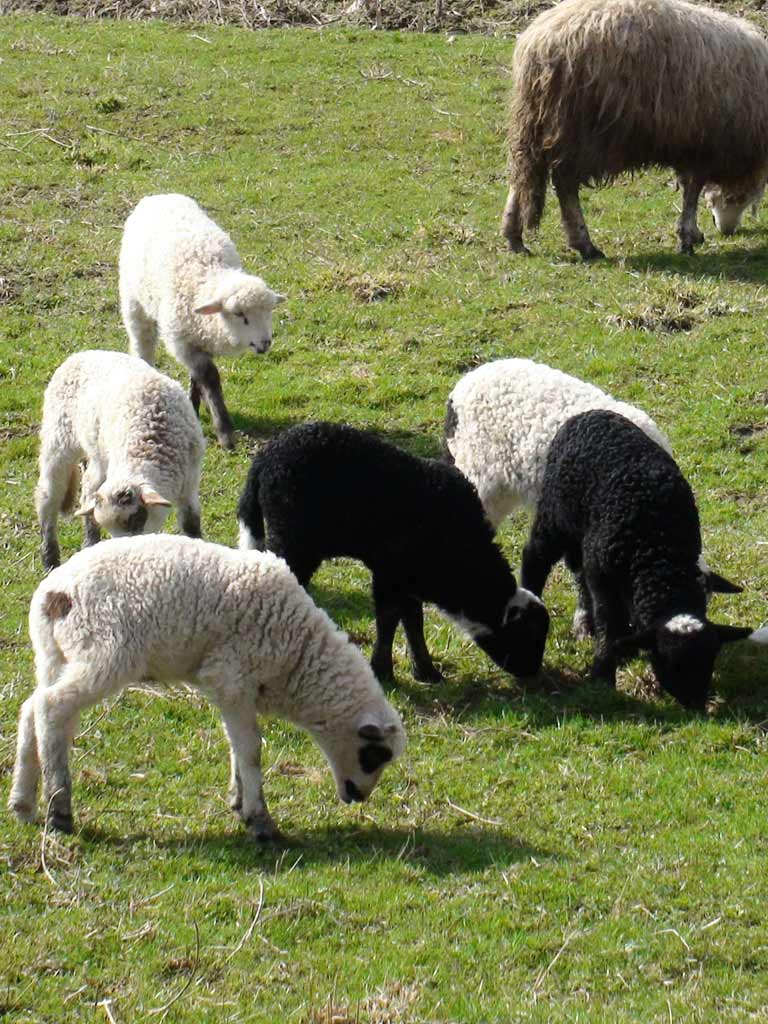 Foto Miei (c) eMaramures.ro